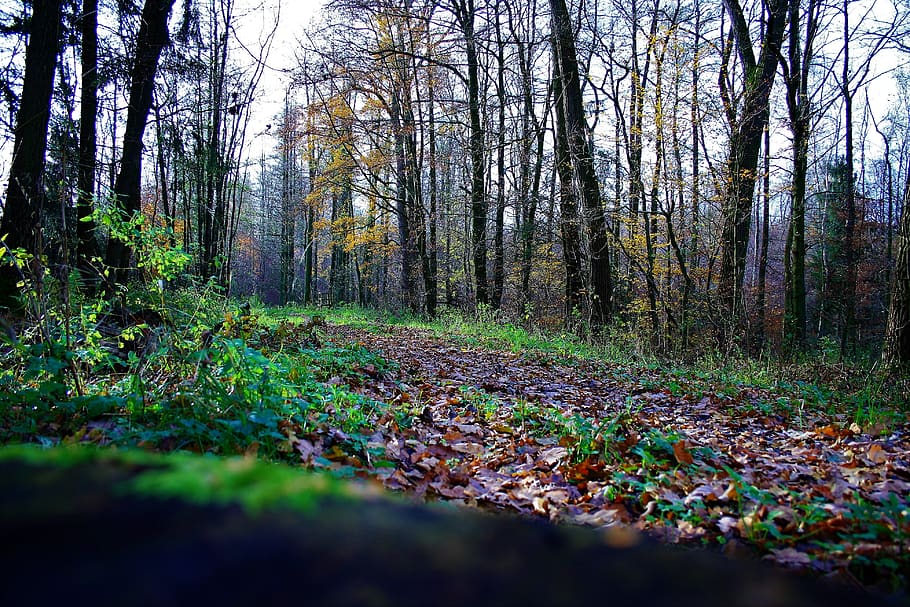 bosque, otoño, forest, autumn, nature, trees, landscape, plant HD wallpaper