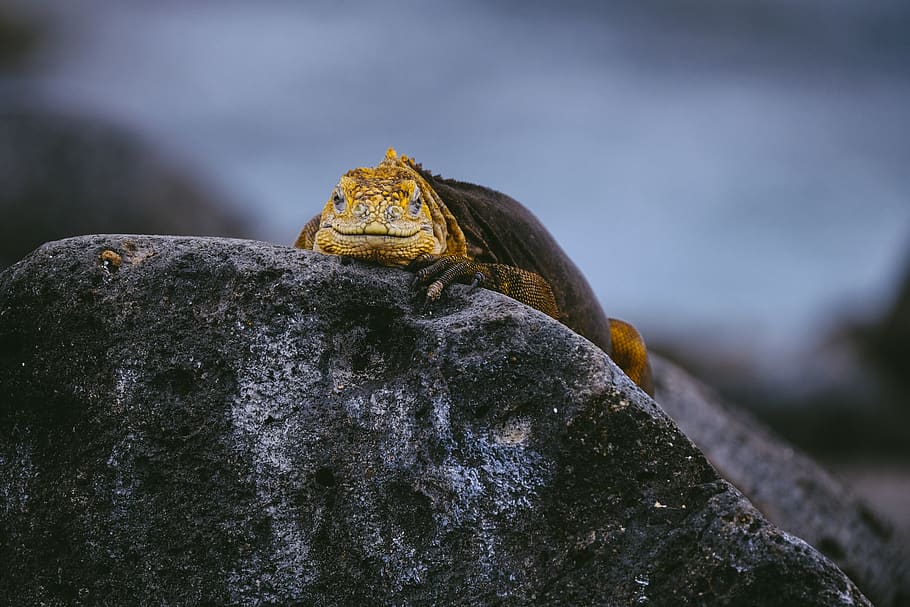 Yellow Lizard on Gray Stone, animal, animal photography, close-up HD wallpaper