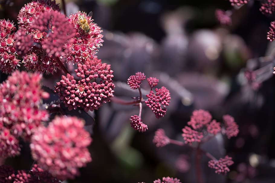 flower, plant, beauty in nature, growth, flowering plant, freshness HD wallpaper