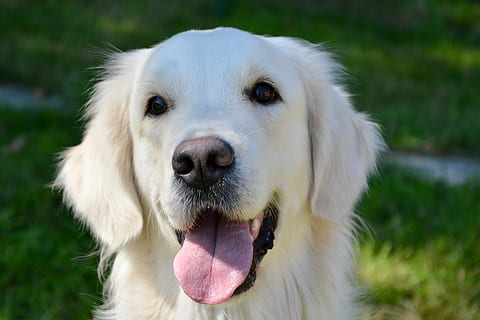 White color 2024 golden retriever