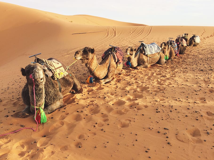 lined brown camels on desert, mammal, domestic animals, animal themes HD wallpaper