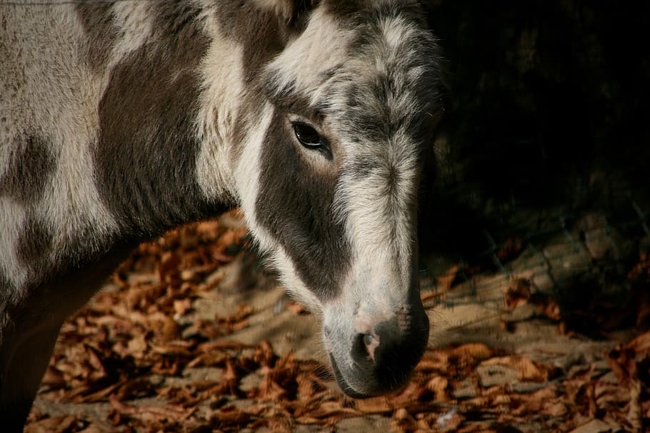pet, donkey, patched, mammal, animal, animal themes, one animal HD wallpaper