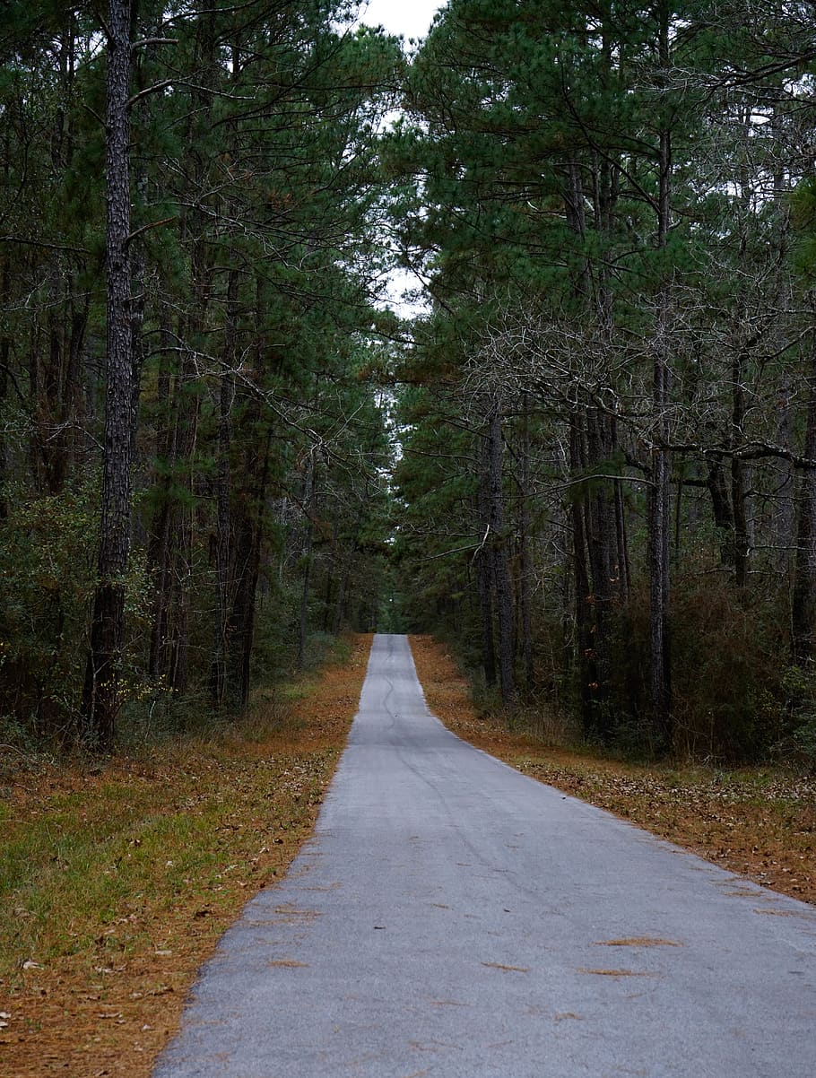 trees between road, path, gravel, dirt road, forest, outdoors HD wallpaper