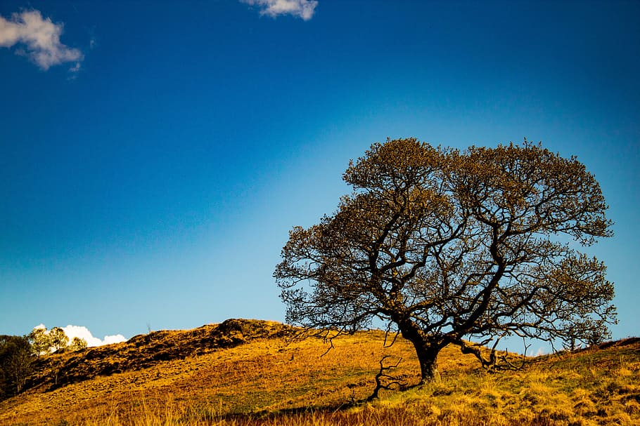 Brown Foliage Tree on Savannah Hill, blue sky, clouds, countryside HD wallpaper
