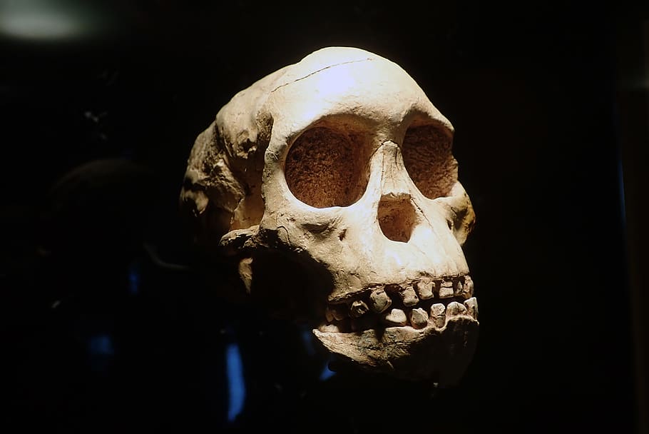 skull, anthropology, archeology, skeletons, bone, human skeleton, HD wallpaper