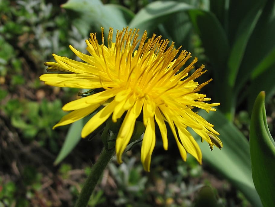 flower, flora, garden, nature, plant, macro, meadow, yellow HD wallpaper