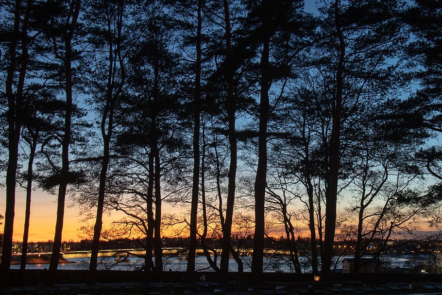 sunset, landscape, outdoors, calm, tree, mood, blue, plant, HD wallpaper