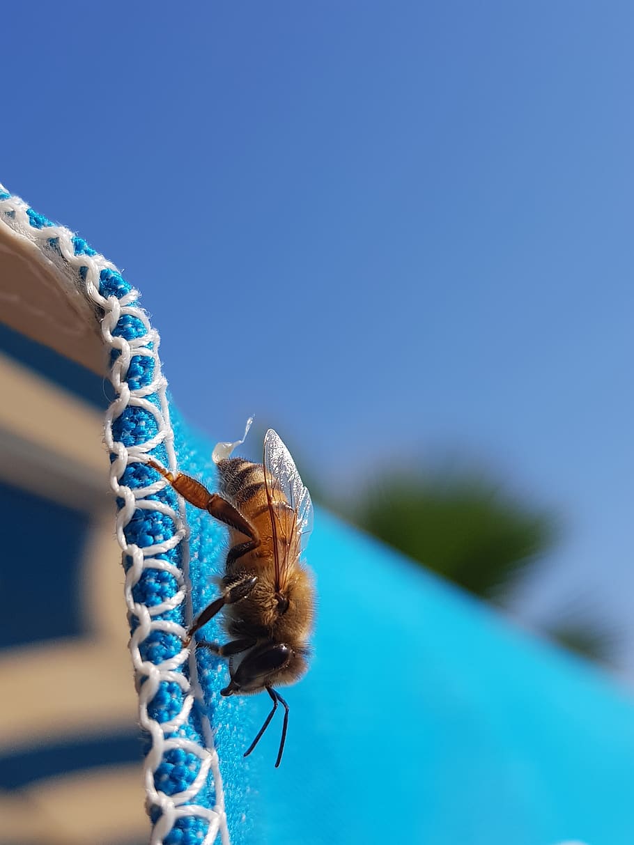 nature, insects, fly, animal, blue, fauna, ali, natural, invertebrate HD wallpaper