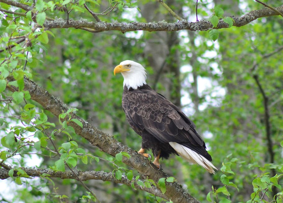 united states, bow, tree, eagle, bald eagle, bird, raptor, animal HD wallpaper