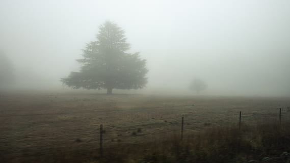 fog, tree, creepy, silent, hill, fence, road, trip, travel HD wallpaper