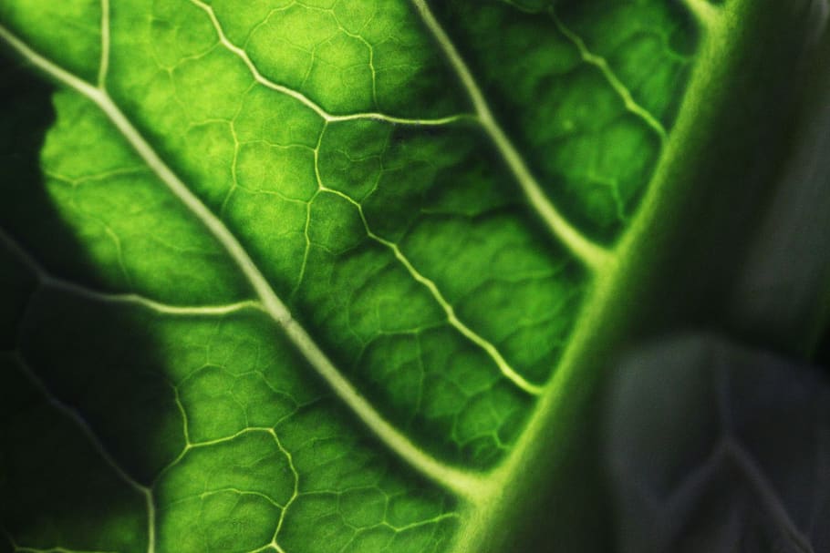 green, nature, macro, leaf, tiny, plant part, green color, close-up HD wallpaper