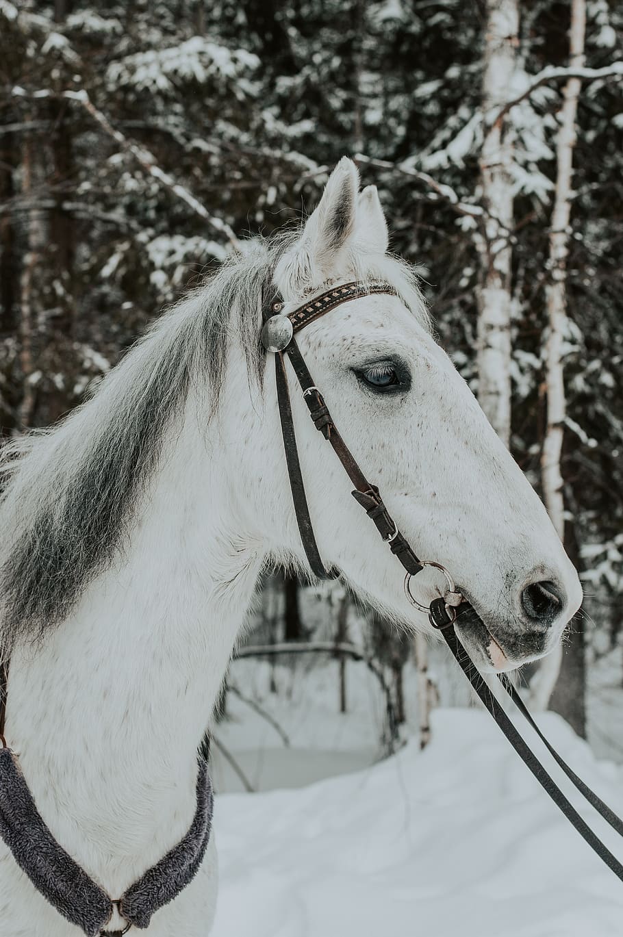 white horse, mammal, animal, outdoors, nature, snow, winter, close-up HD wallpaper