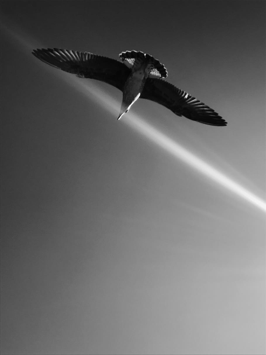 bird in sky, flying, animal themes, one animal, spread wings HD wallpaper