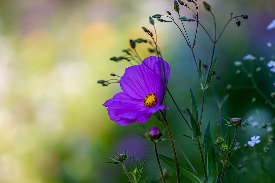 garden, flower, blossom, flowering plant, fragility, vulnerability HD wallpaper