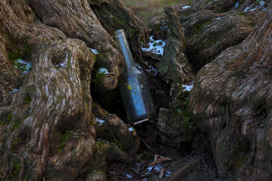 bottle, glass bottle, old, root, tree, tree roots, moss, rots HD wallpaper
