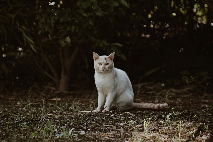 white, wildlife, cat, animal, mammal, weasel, pet, tree, shanghai HD wallpaper