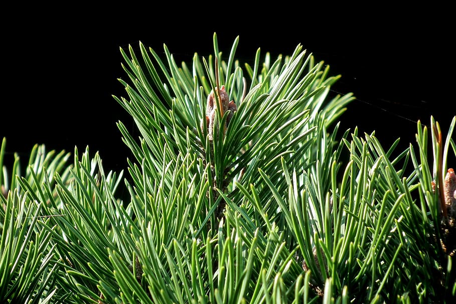 plant, mountain pine, coniferous, tree, nature, autumn, garden HD wallpaper