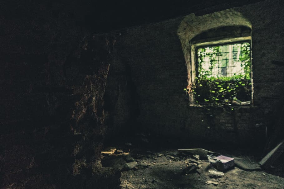 Dark Room With Green Plants on the Window, abandoned, daylight HD wallpaper
