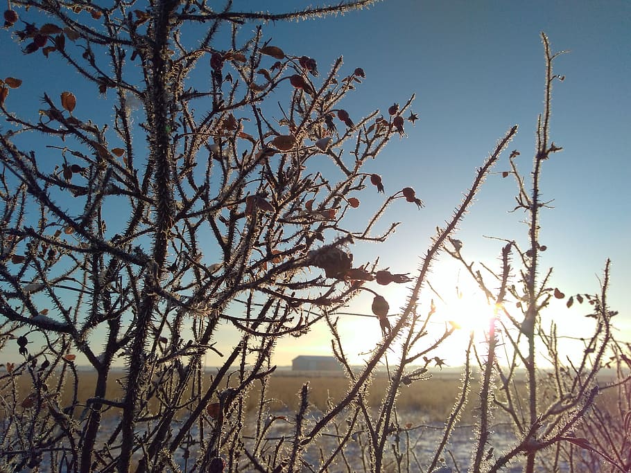 canada, clairmont, range rd 193, plant, sky, tree, bare tree HD wallpaper