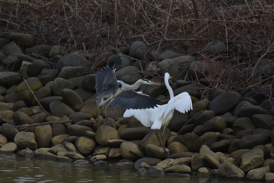 animal, river, waterside, stone, bird, wild birds, heron, egret HD wallpaper