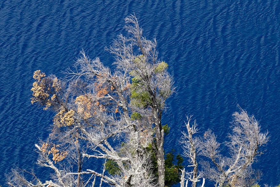 tree, lake, blue, water, nature, plant, beauty in nature, no people HD wallpaper