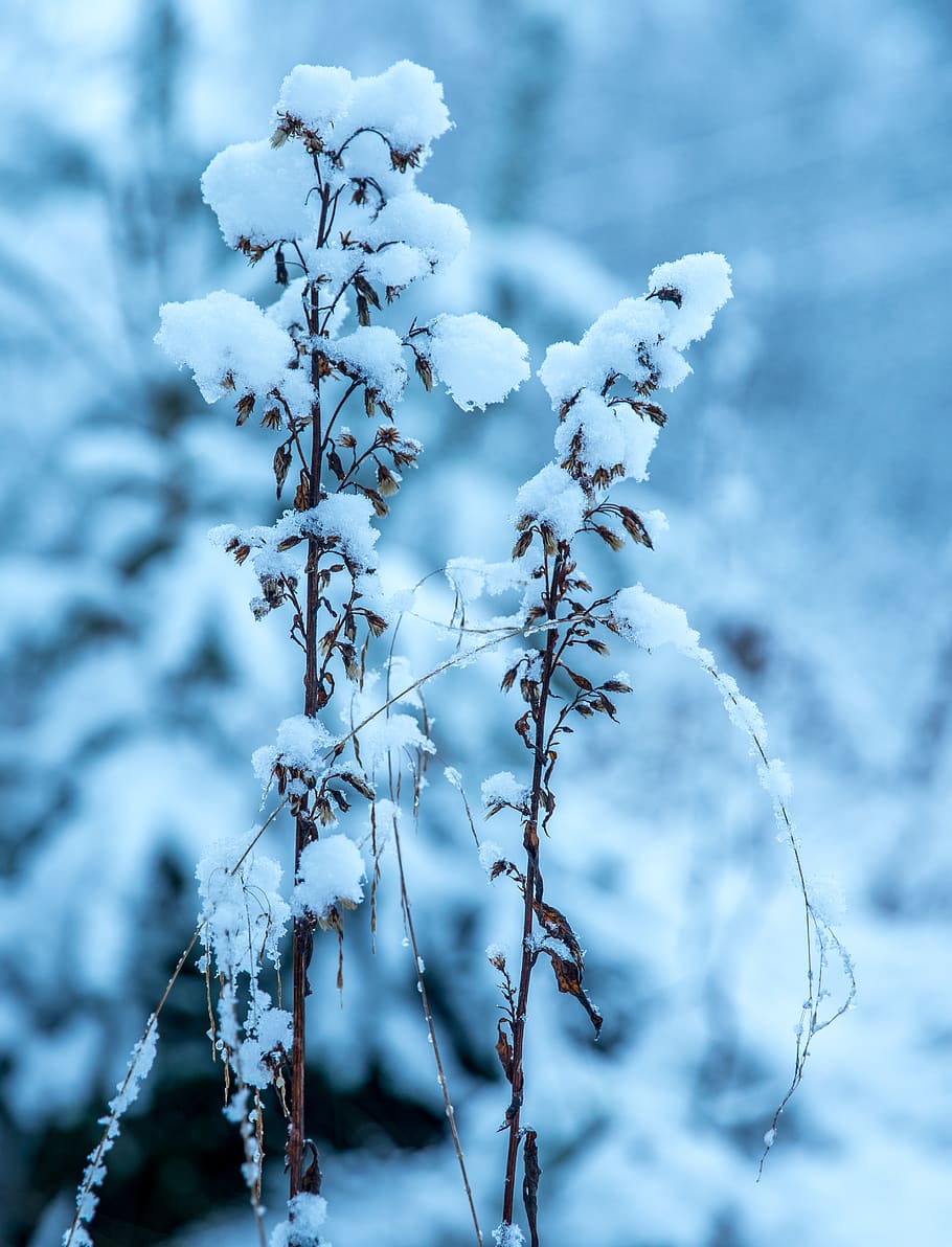 Withered Flower With Ice Particle at Daytime, cold, daylight HD wallpaper