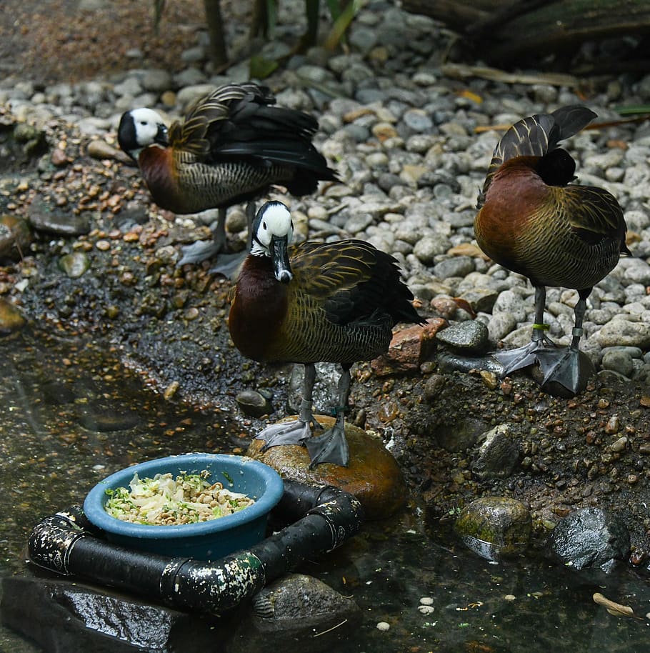 three brown ducks, animal, bird, waterfowl, mallard, rubble, teal HD wallpaper