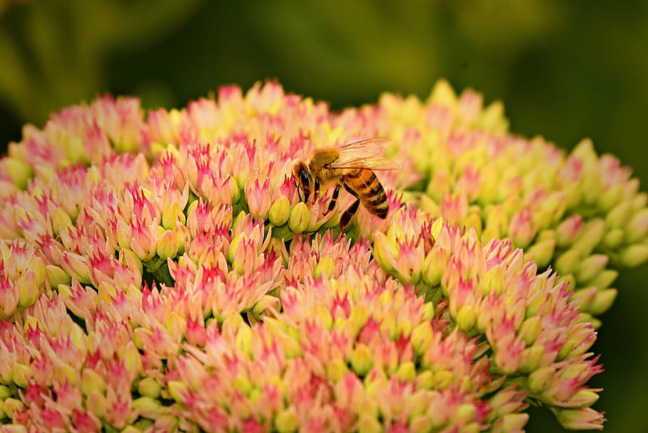 bee, insect, animal, pollination, honey, nectar, pollen, sedum HD wallpaper