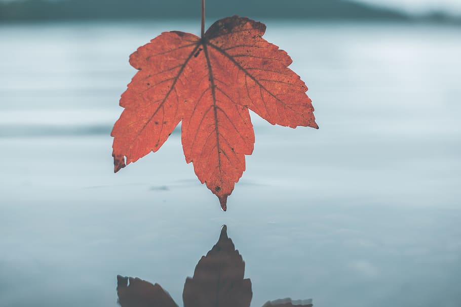 brown maple leaf above water, wandering, outdoor, forest, winter HD wallpaper