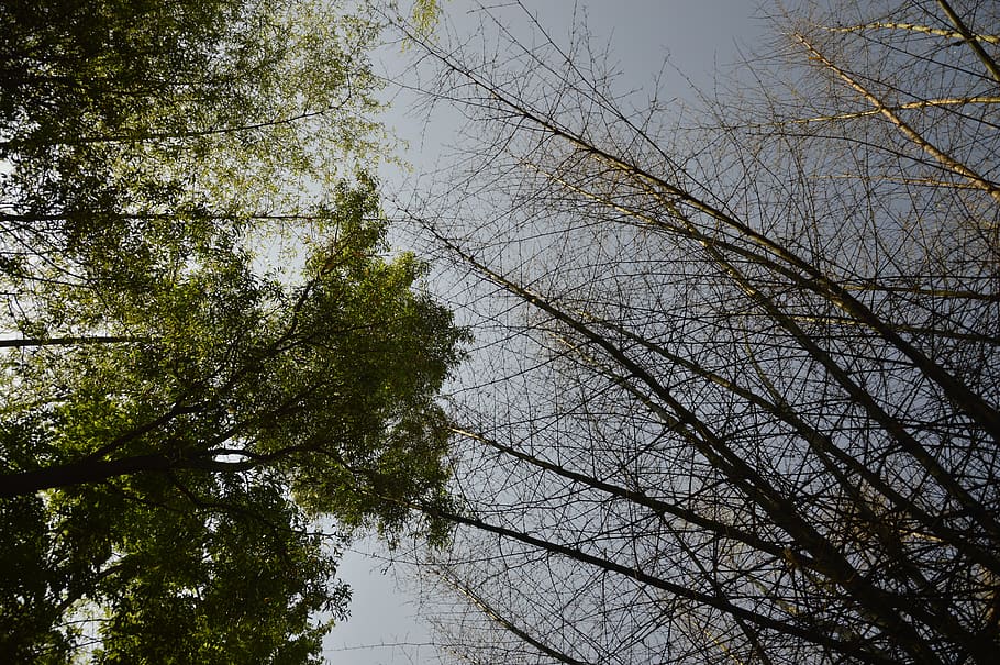 india, pune, maharashtra, tree, plant, low angle view, branch HD wallpaper