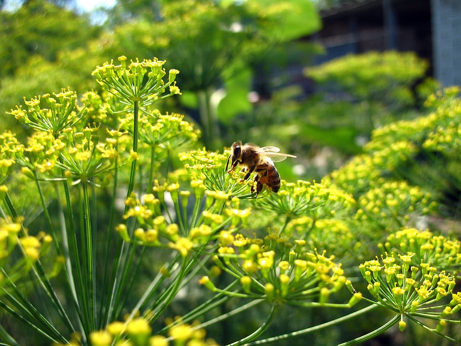 insect, beetle, animal themes, invertebrate, plant, flower HD wallpaper