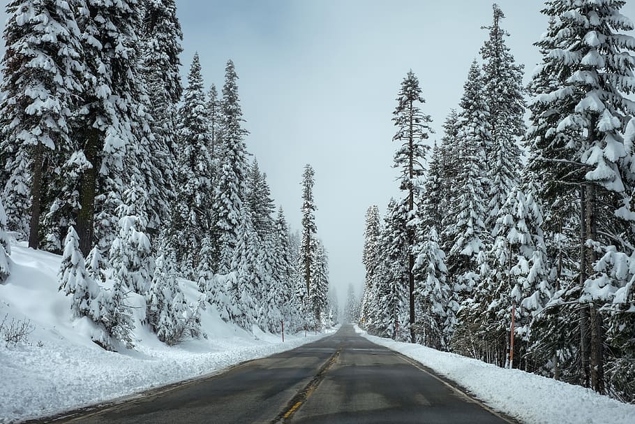Trees Beside the Road Covered With Snow, cold, winter, woods HD wallpaper