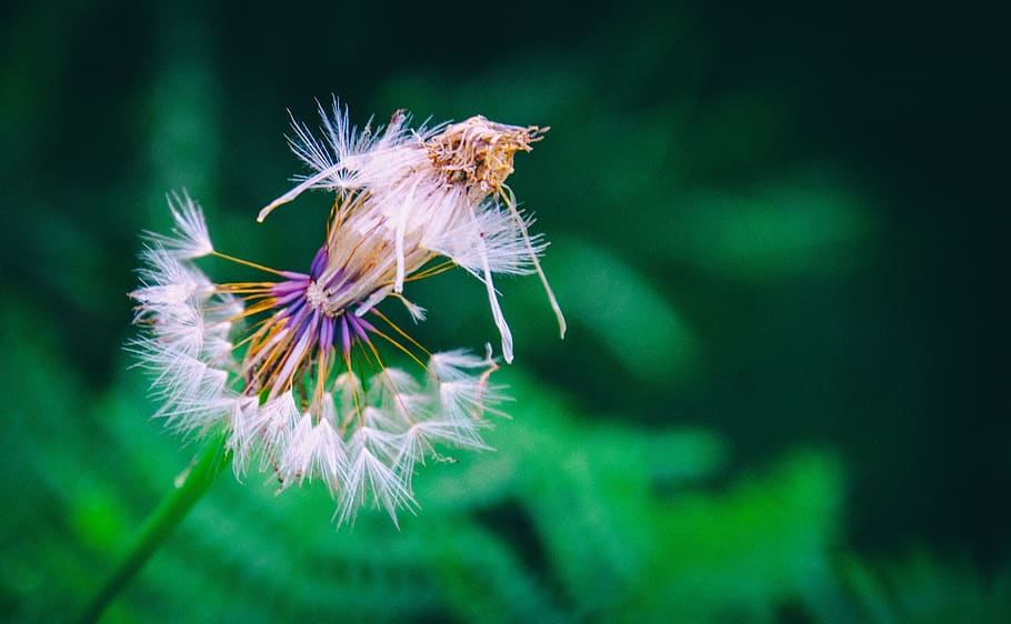 dandelion, flower, clock, nature, plant, summer, seeds, spring HD wallpaper