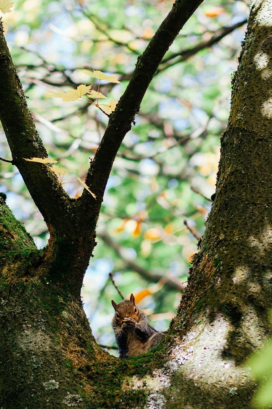 forest, park, tree, squirrel, peeking, portrait, strange, looking HD wallpaper
