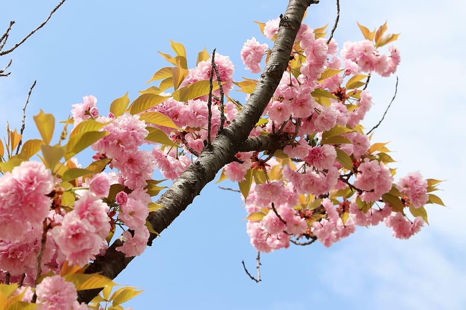spring, spring flowers, nature, plants, season, garden, flowering HD wallpaper