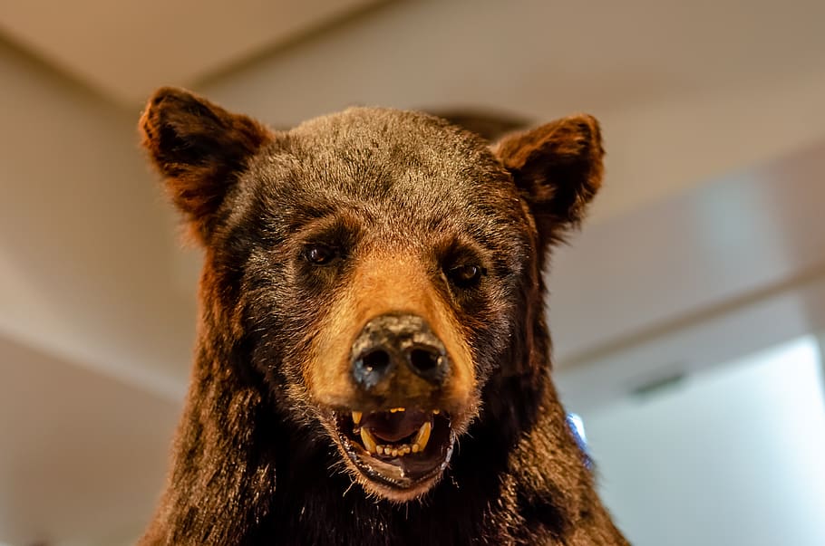 bear, brown, head, nature, fur, predator, mammals, wild, one animal HD wallpaper