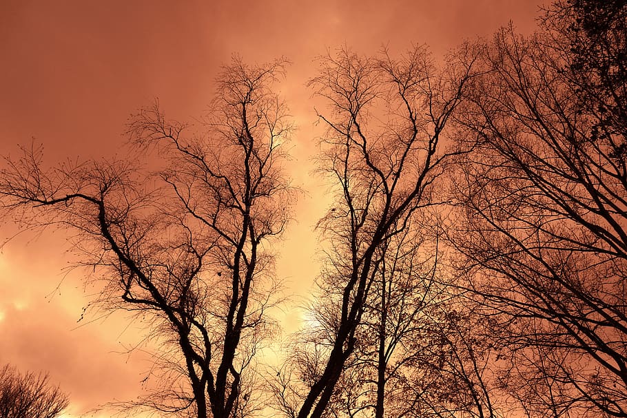 trees, tree tops, branches, bare branches, winter trees, deciduous HD wallpaper