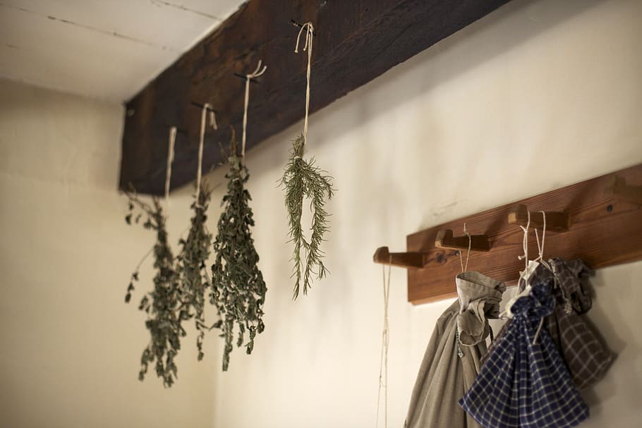 green plant, hanging, indoors, no people, coathanger, wall - building feature HD wallpaper