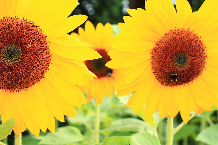 sunflower, bee, summer, yellow, blossom, bloom, nature, plant HD wallpaper