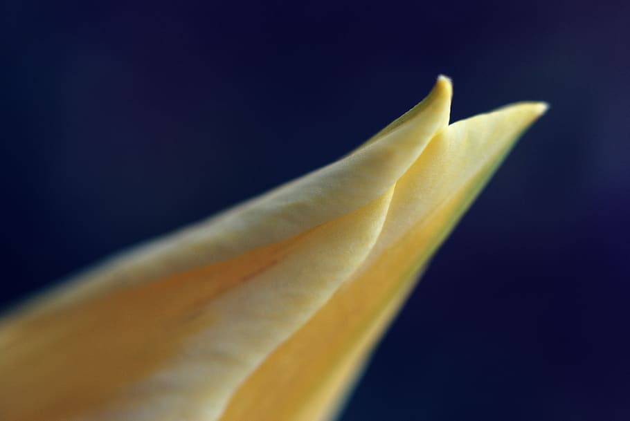 flower, studio shot, close-up, no people, black background HD wallpaper