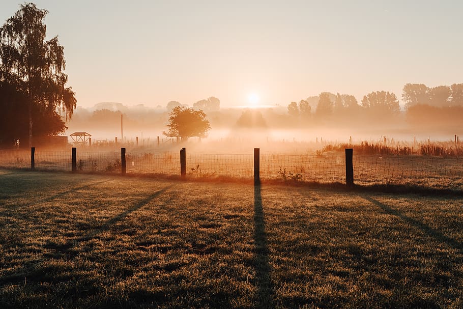 green grass field under gray sky, fog, plant, sun, tree, nature HD wallpaper