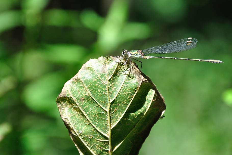 Shallow Focus Photography of Green Dragonfly, close-up, insect HD wallpaper