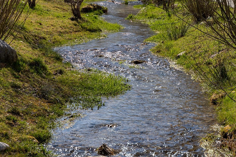 bach, nature, snake, flow, water, wet, creek, green, plant HD wallpaper