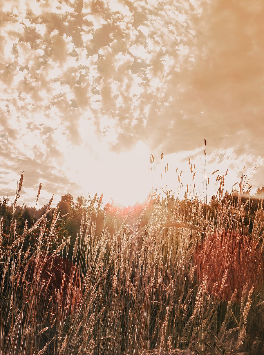 wheat field, grass, plant, flare, light, lawn, sunlight, food HD wallpaper