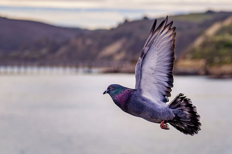 grey pigeon on flight above the lake, bird, animal, dove, avila beach, california, HD wallpaper
