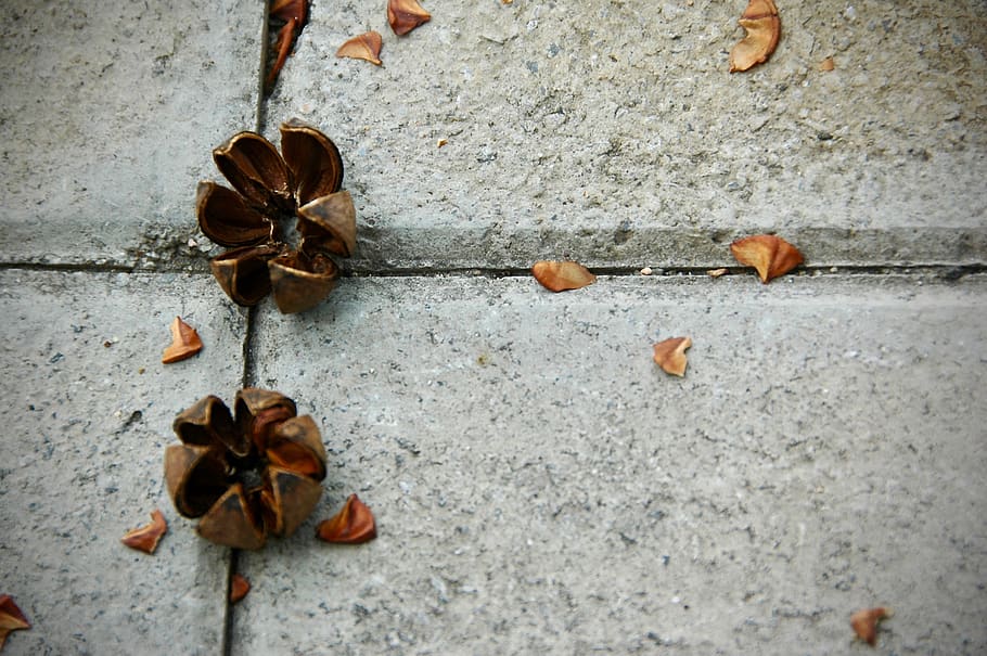 two brown nut shells on pavement, grey, spice, clothing, footwear HD wallpaper