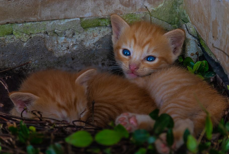 kitty, cat, kitten, pet, animal, cute, feline, domestic, young HD wallpaper
