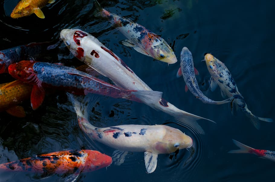 assorted-color koi fish in water, group of animals, animal wildlife