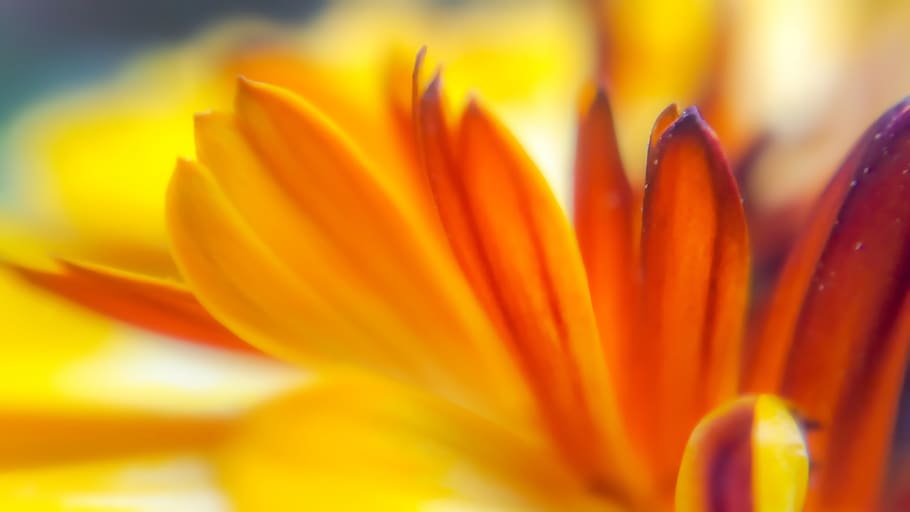 bright, nature, flower, summer, blur, beautiful, flowering plant HD wallpaper