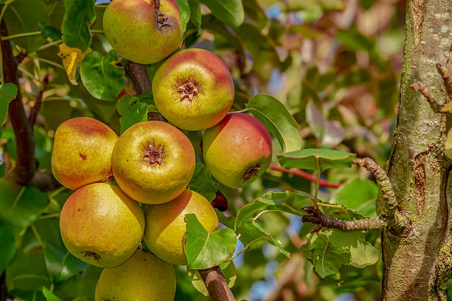 apple, fruit, ripe, red, tasty, health, apple tree, branch HD wallpaper